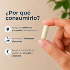 Tocosh con Aloe - Frasco 100 UN, , large image number null